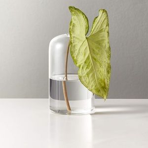 CB2 bud vases x2